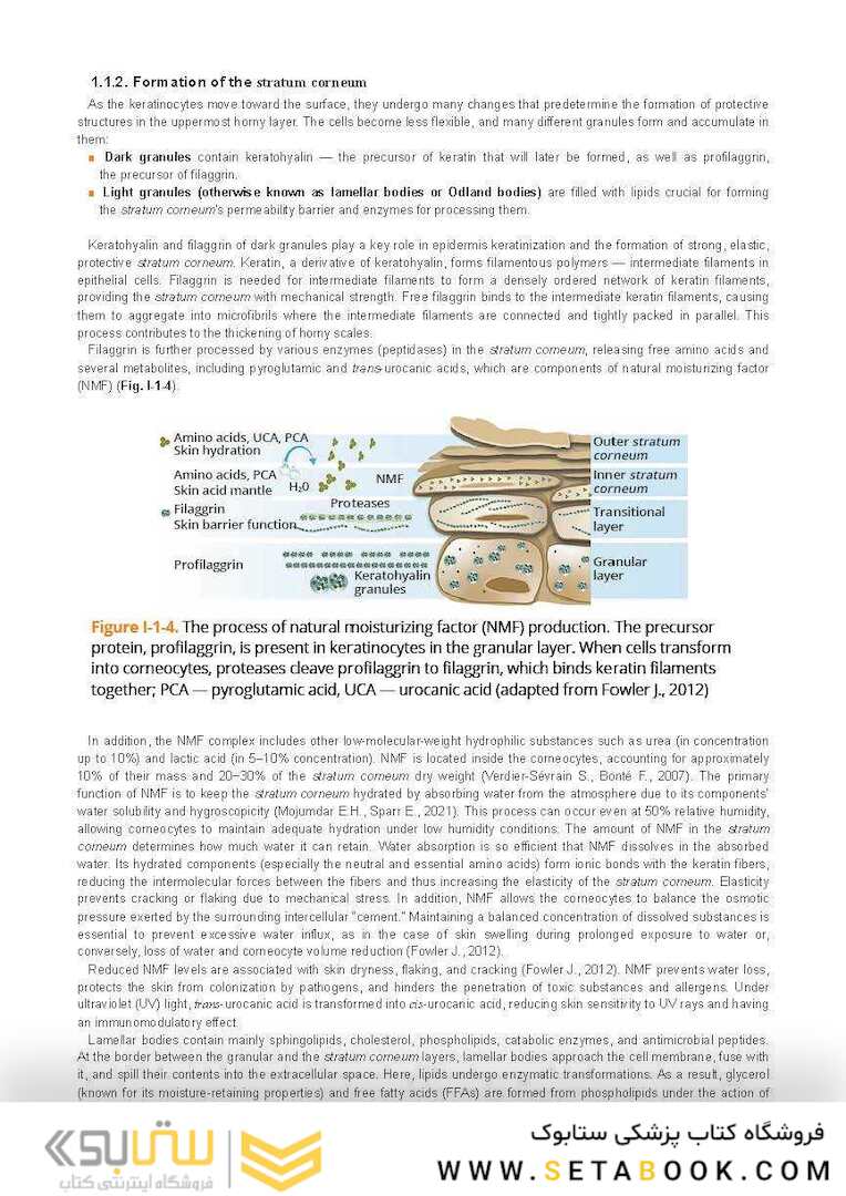 Dry Skin, Atopic Dermatitis, and Psoriasis in Cosmetic Dermatology & Skincare Practice